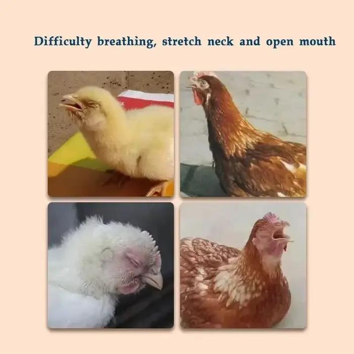 250ml Traitement pour Poulets, Canards, Pigeons contre le Ronflement et la Toux, les Ouvertures de Bouche, l'Extension du Cou, les Paupières Gonflées et les Larmes